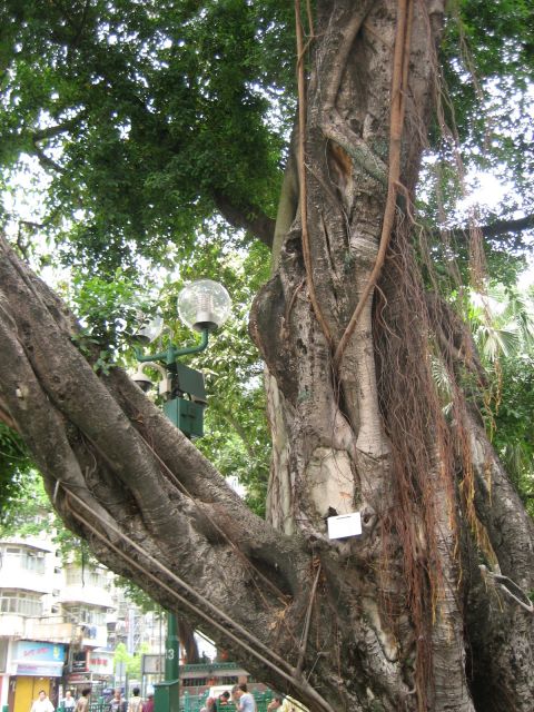 Arbre CHINE.JPG